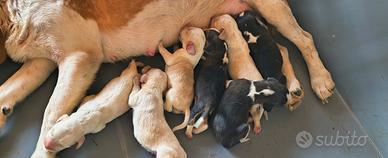 Beagle con pedigree ENCI
