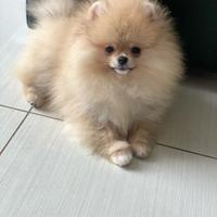 Spitz Nano Pomerania Sabbia