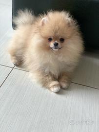 Spitz Nano Pomerania Sabbia