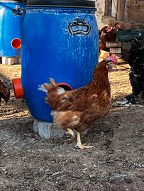Galline
