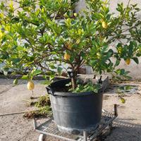 albero di limone 