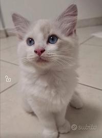 Ragdoll