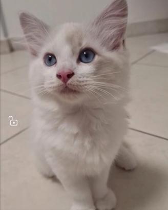 Ragdoll