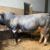 Toro Pezzato Nero Valdostano