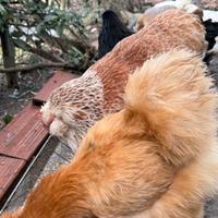 Gallina faverolles 11mesi