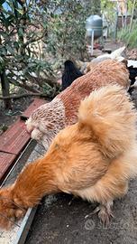 Gallina faverolles 11mesi