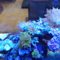 Pesci e coralli marini