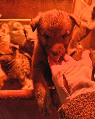 Cuccioli lupo cecoslovacco