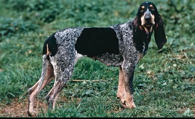 Petit Blue de Gascogne