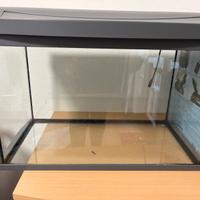 Acquario tetra
