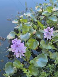 Piante Acquatiche 