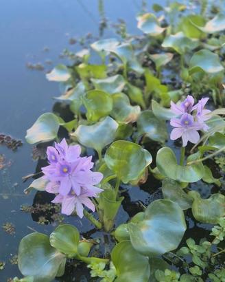 Piante Acquatiche 