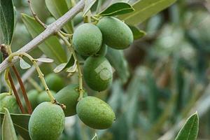 TER. AGRICOLO A CAROVIGNO