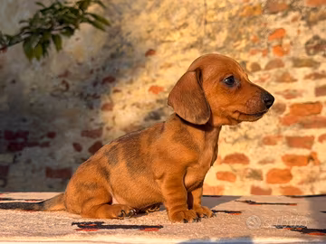 Bassotti tedeschi pedigree enci