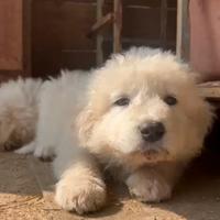 Cuccioli pastore maremmane abruzzese