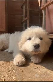 Cuccioli pastore maremmane abruzzese