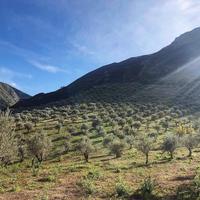 Tenuta Agricola Biologica a Frazzanò