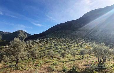 Tenuta Agricola Biologica a Frazzanò