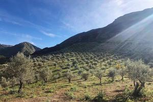 Tenuta Agricola Biologica a Frazzanò