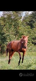cavalla 13 anni per passeggiata e trekking