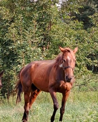 cavalla 13 anni per passeggiata e trekking