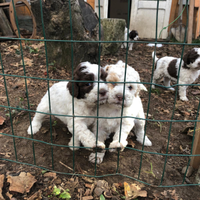 Lagotto Romagnolo