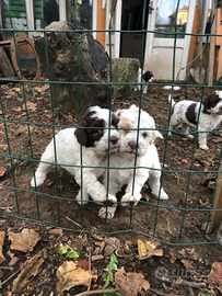 Lagotto Romagnolo