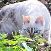 Gatti Bengala disponibili