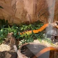 Pantherophis guttatus (serpente del grano)