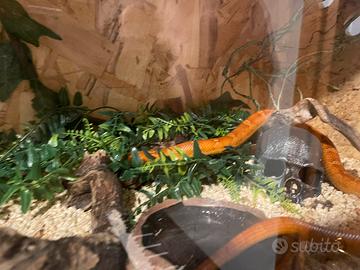 Pantherophis guttatus (serpente del grano)