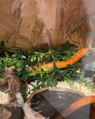 Pantherophis guttatus (serpente del grano)