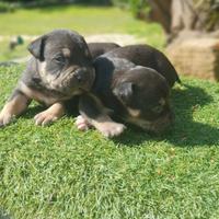 Pitbull tricolor