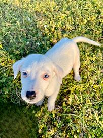 Cucciolo di Cane occhi celesti