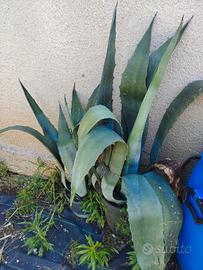 agave americana verde
