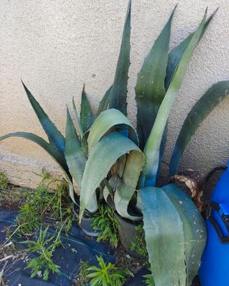 agave americana verde