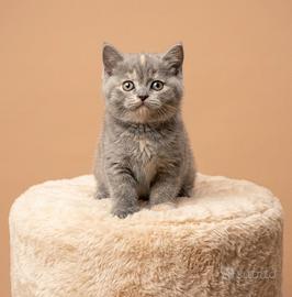 British Shorthair cucciolo