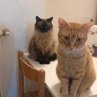 Coppia di gatti adulti