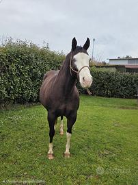 Cavalla Quarter Horse