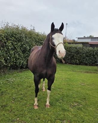 Cavalla Quarter Horse