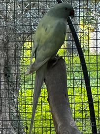 Parrocchetti dal collare