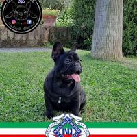 Bulldog francese Pedigree enci