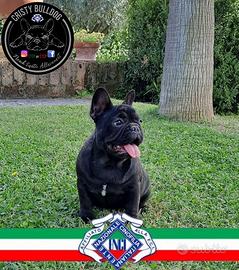 Bulldog francese Pedigree enci