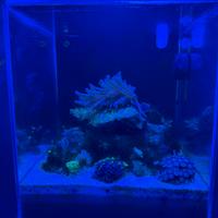Acqaurio nano reef completo