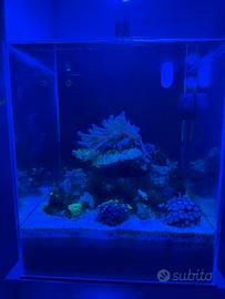 Acqaurio nano reef completo