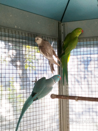 Parrocchetto dal collare coppia riproduttiva