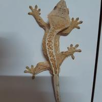 Geco Correlophus ciliatus maschio