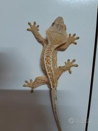 Geco Correlophus ciliatus maschio