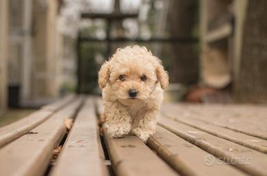 Maltipoo Jas Disponibile