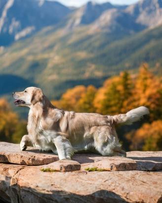 GOLDEN RETRIEVER disponibile per ACCOPPIAMENTO