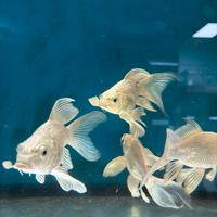 Carpe short body white long fin